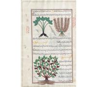 Identifié dans le livre comme trois types de Nard. Nardostachys Jatamansi. Après une illustration de Mirza Baqir dans un livre iranien du XIXe siècle du médecin et botaniste grec Pedanius Dioscorides