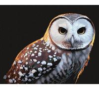 IDEYKA Peinture par numéros Regard fier 40x50 Animaux avec cadre en bois