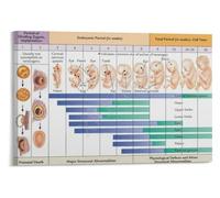 IDGTTLDF Gestational Milestones Poster Obstetric Education Room Graphic | W y w epiction of fetal heartbeat limbs and brain formation(Framed,12x18inch(30x45cm))