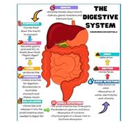 IDGTTLDF Medical Education Poster - The Human Digestive System Anatomy, Vibrant Chart for Biology Students, Nursing School & Hospital Office Wall Art Unframed,16x24inch(40x60cm)