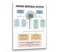IDUTQUMW Psychology Art Print: Human Nervous System & Brain Anatomy Poster, Counseling Office Decor for Therapist, Mental Health Wall Art for Social Worker Office(Unframed,08x12inch(20x30cm))