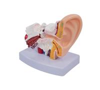 Ieron 1,5 x Modèle d'oreille de Bureau, modèle Anatomique détaillé de l'oreille Humaine, organe du système auditif de l'oreille avec Structure d'oreille améliorée pour Une Utilisation éducative et