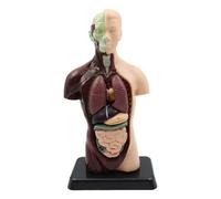 Ieron Les modèles d'anatomie Humaine 1PCS sont Parfaits pour la Recherche en Anatomie. Construisez Votre Propre musée d'anatomie. Apprenez Les modèles d'anatomie du Torse
