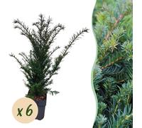 If européen - Taxus baccata - Feuille verte - 6 plantes - Plante de haie - 1 mètre linéaire - persistant - pot 17cm hauteur 60cm