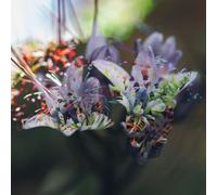 If We Land On Water [CASSETTE]