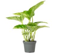 Ifeutute - Epipremnum Pinnatum 'Marbre Reine' - Hauteur env. 15 cm, Diamètre du pot 6 cm