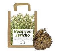 IFLO® Rose de Jéricho XL Premium Set - Grandes tubercules de Selaginella Lepidophylla - Véritable plante de la résurrection, rose du désert - Plante d'intérieur facile à entretenir, décoration, cadeau