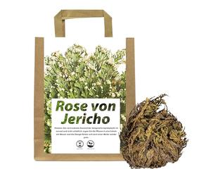 IFLO® Rose de Jéricho XL Premium Set - Grandes tubercules de Selaginella Lepidophylla - Véritable plante de la résurrection, rose du désert - Plante d'intérieur facile à entretenir, décoration, cadeau
