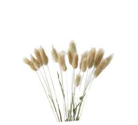 ifundom 20 Pièces Tiges D' De Pampa Décoratives Décor Vert Queues De Lapin Fleurs Séchées Bouquet De Fleurs Décor Rustique Compositions De Fleurs Séchées Artificiel