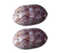 ifundom Décorations pour Aquarium 2pcs Coquillages en Conque Lisse sans Bords Tranchants pour Décoration de Plantes en Pot et Fête à Thème Nautique Couleur Aléatoire