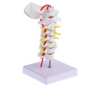 ifundom Modèle Anatomique et Support en Pvc de Colonne Cervicale Artère Vertébrale, Disques Intervertébraux Outil Pédagogique pour Études Médicales et Cabinets