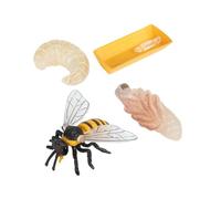 ifundom Modèles Éducatifs du Cycle de Croissance des Abeilles, Ensemble de 4 Pièces en Plastique Léger, Jouets Cognitifs pour Garçon et Filles, Simulation Réaliste pour Apprentissage
