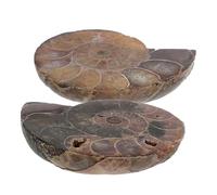 ifundom Pendentif Fossile De Conque Naturelle Tranchée 3X2.4X1 Cm Pierre Ammonite Et Pierre De Lune Décoration Maison Et Collection