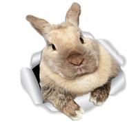 ifundom Sticker Mural Lapin Étanche Décoration Murale pour Chambre Garçon Fille Décoration Intérieure Créative et Colorée