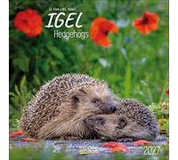 Igel 2027: Broschürenkalender mit Ferienterminen. Tierkalender mit viel Platz für Notizen. Mit Monatskalendarium zum Eintragen. 30 x 30 cm