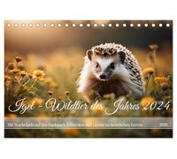 Igel - Wildtier des Jahres 2024 (Tischkalender 2026 DIN A5 quer), CALVENDO Monatskalender: Mit Stachelpelz auf der Jagd nach Schnecken und Larven im heimischen Garten