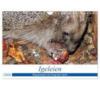 Igeleien - Begegnungen mit hungrigen Igeln (Wandkalender 2026 DIN A4 quer), CALVENDO Monatskalender: Igel an ihren Futterplätzen im Garten