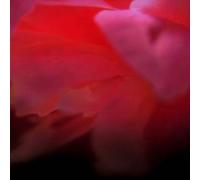 Ignis Fatuus - in Our Mad Bliss [Import]