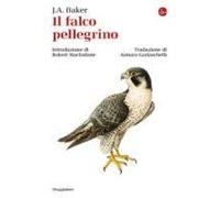 Il Falco Pellegrino