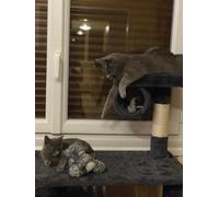 Il Grano E' Verde (Restaurato in HD) [Import]