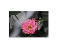 Ilcargoa Poster de beauté cachée sur toile - Décoration murale - Cadeau - 30 x 45 cm