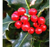 Ilex Aquifolium 'Alaska'- Houx 'Alaska' 40-60 cm en conteneur