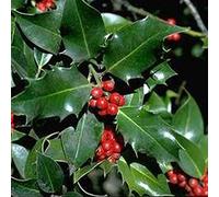 Ilex Aquifolium- Houx commun 40-60 cm en conteneur