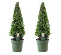 Ilex crenata japanese holly - 2