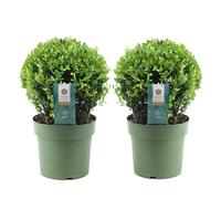 Ilex crenata japanese holly - 2