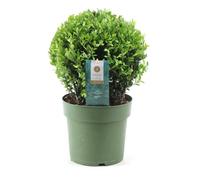 Ilex crenata japanese holly