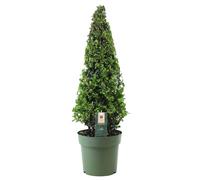 Ilex crenata japanese holly pyramidale