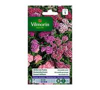 VILMORIN-Graines d’œillet de Poète Hirondelle varié Vilmorin - graines à semer
