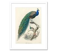 Illustration Animal Peacock Bird Scientific PAVO CRISTATUS Framed Art Print Picture & Mount F12X424