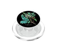 Illustration de Plante de cidre Eucalyptus gunnii PopSockets PopGrip pour MagSafe