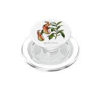 Illustration de Plante de la Coupe des singes Nepenthes x Ventrata PopSockets PopGrip pour MagSafe