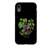 Illustration de Plante de Raisin Vitis vinifera Coque pour iPhone XR