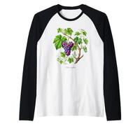 Illustration de Plante de Raisin Vitis vinifera Manche Raglan