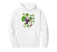 Illustration de Plante de Raisin Vitis vinifera Sweat à Capuche