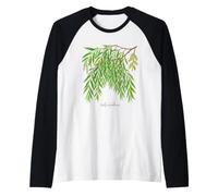 Illustration de Plante de Saule pleureur Salix babylonica Manche Raglan