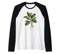 Illustration de Plante en Caoutchouc Ficus elastica Manche Raglan