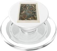 Illustration Grenouilles Ernst Haeckel PopSockets PopGrip pour MagSafe
