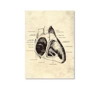 Illustration murale vintage du corps humain - Image murale médicale - Squelette - Organe musculaire - Impression sur toile - Décoration de chambre de clinique (SKU20 x 30 cm), sans cadre)