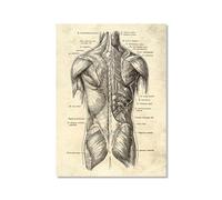 Illustration murale vintage du corps humain - Image murale médicale - Squelette - Orgue musculaire - Impression sur toile - Décoration de chambre de clinique (SKU2, 20 x 30 cm), sans cadre)