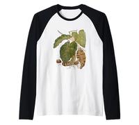 Illustration vectorielle botanique Taro Manche Raglan