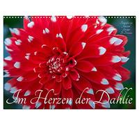 Im Herzen der Dahlie (Wandkalender 2026 DIN A3 quer), CALVENDO Monatskalender: Die Dahlie - bezaubernd, verfüherisch und betörend