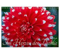 Im Herzen der Dahlie (Wandkalender 2026 DIN A4 quer), CALVENDO Monatskalender: Die Dahlie - bezaubernd, verfüherisch und betörend