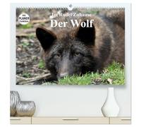 Im Rudel Zuhause - Der Wolf (hochwertiger Premium Wandkalender 2026 DIN A2 quer), Kunstdruck in Hochglanz: Der Wolf erobert auch wieder Deutschland