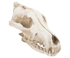 IMIKEYA Crâne De Loup en Résine - Réplique Artisanale Squelette pour Décoration Halloween Et Fêtes - Ornement Unique