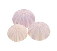 IMIKEYA Lot De 3 Ornement Coquilles D’oursins Séchées Naturelles, Petit Support De Plantation D’oursin, Décoration De Bureau, Pot De Plantation Aérien, Couleur Aléatoire