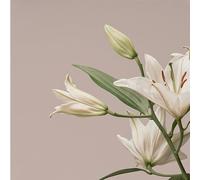 Imminence - Turn the Light on:Acoustic Reimagination